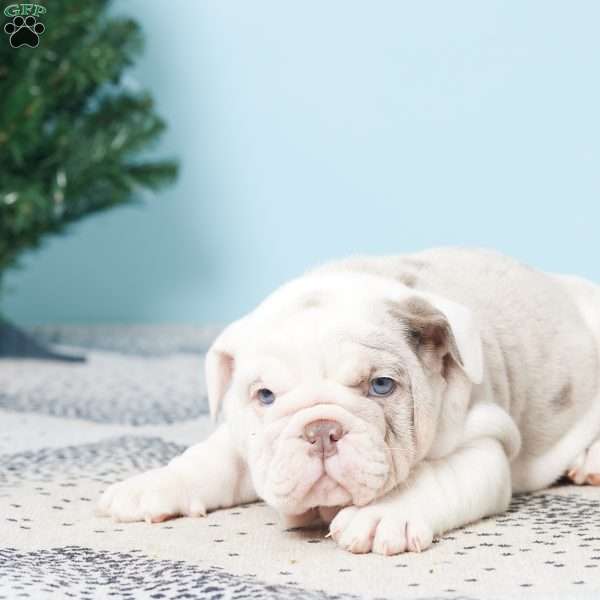 DAISY, English Bulldog Puppy